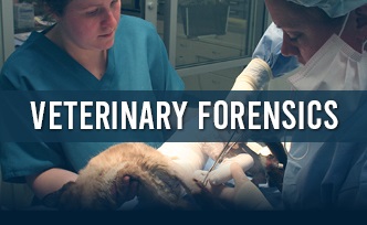 How do you prepare an international conference on Veterinary Forensics?